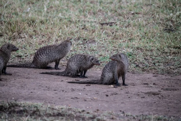 gray mongooses migrate in a large family through the forest