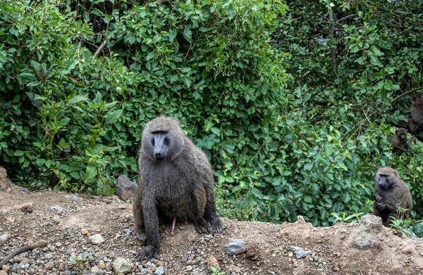 Ein Affe Mit Klugen Und Traurigen Augen Blickt Voraus — Stockfoto