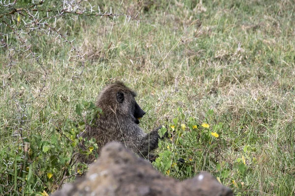 Macaco Com Olhos Inteligentes Tristes Olha Para Frente — Fotografia de Stock