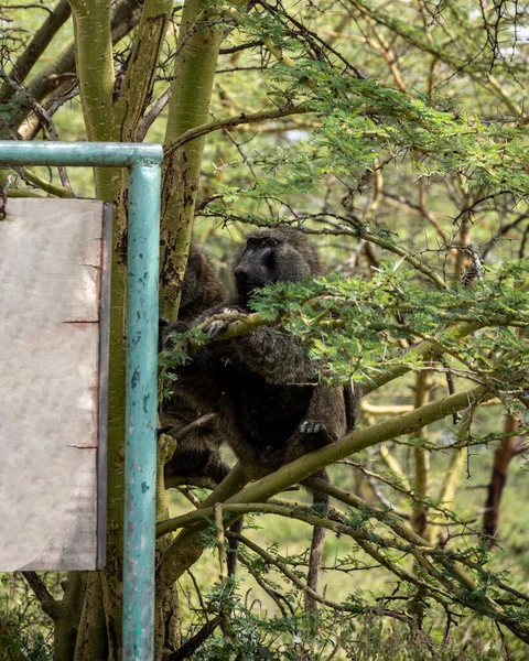 Monkey Smart Sad Eyes Gazes Ahead — Stockfoto