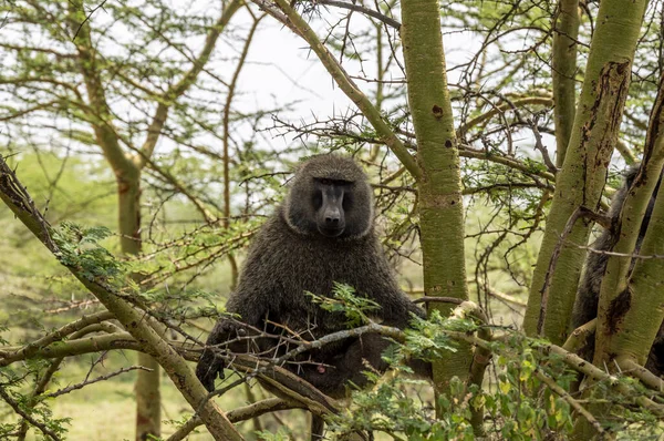 a monkey with smart and sad eyes gazes ahead