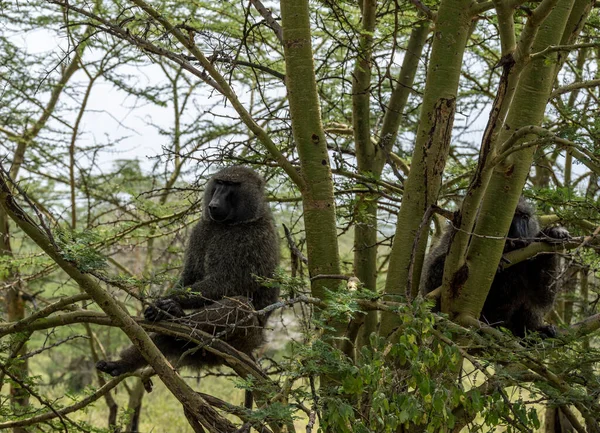 Monkey Smart Sad Eyes Gazes Ahead — Stockfoto