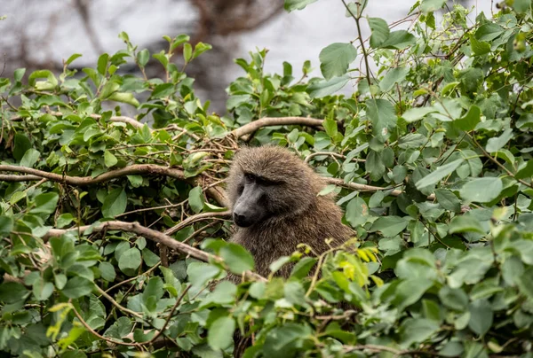 Monkey Smart Sad Eyes Gazes Ahead — Stockfoto