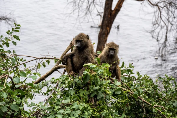 Monkey Smart Sad Eyes Gazes Ahead — Stockfoto