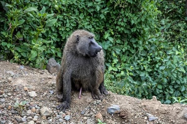 a monkey with smart and sad eyes gazes ahead