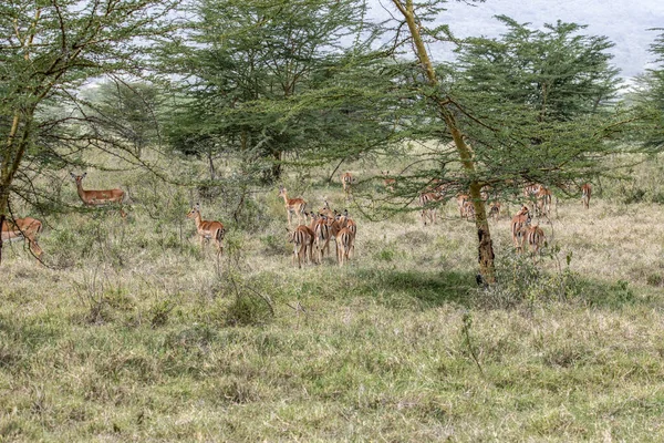 Antelopes Eat Grass Have Fun Green Meadow Royalty Free Stock Images