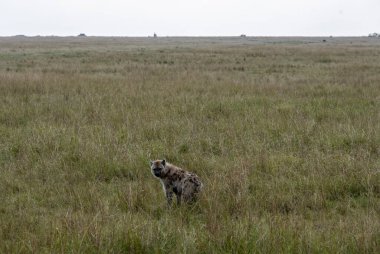 Kırmızı sırtlanlar, gece avı için bir sürü oluştururlar.