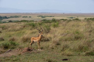 Alışılmadık ve güzel antiloplar bozkırdaki otları kemiriyor. 