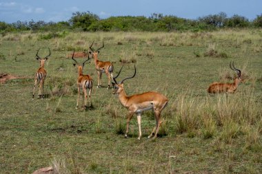 Alışılmadık ve güzel antiloplar bozkırdaki otları kemiriyor. 