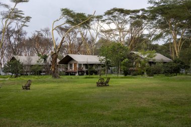 Rahatlamak için çimenleri olan bakir doğalı yeşil bir park. 