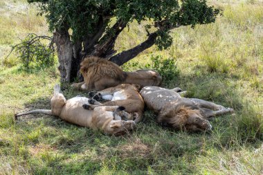 Aslanlar avlandıktan sonra ağaçların gölgesinde dinlenirler. 