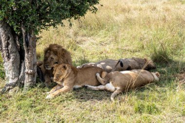Aslanlar avlandıktan sonra ağaçların gölgesinde dinlenirler. 