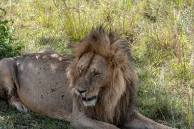 Aslanlar avlandıktan sonra ağaçların gölgesinde dinlenirler. 