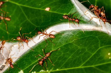 Kızıl Afrikalı karıncalar günlük işlerini yeşil bir yaprağın üzerinde yaparlar.