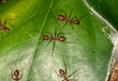 Kızıl Afrikalı karıncalar günlük işlerini yeşil bir yaprağın üzerinde yaparlar.