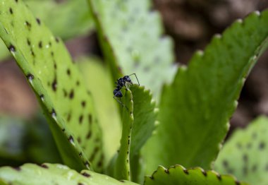 Yeşil yapraklı Afrika siyah karıncalarının makro çekim gücü 