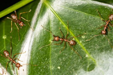 Kızıl Afrikalı karıncalar günlük işlerini yeşil bir yaprağın üzerinde yaparlar. 