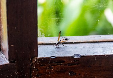 Kızıl Afrikalı karıncalar günlük işlerini yeşil bir yaprağın üzerinde yaparlar. 