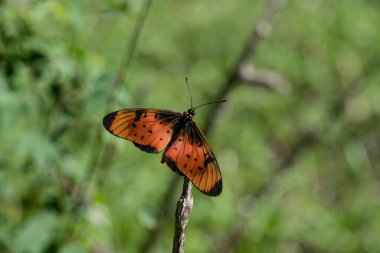 Bir çiçeğin üzerindeki güzel Afrika kelebeği nektar toplar. 