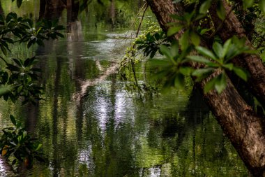 Ağaçları ve büyük gölü olan güzel Afrika manzarası
