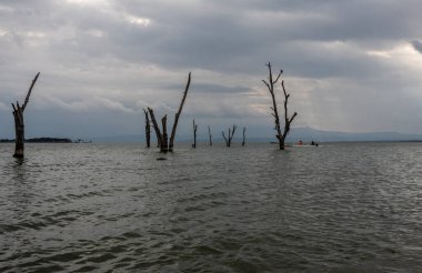 Ağaçları ve büyük gölü olan güzel Afrika manzarası
