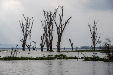 Ağaçları ve büyük gölü olan güzel Afrika manzarası