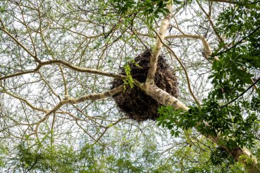 Ağaçları ve büyük gölü olan güzel Afrika manzarası