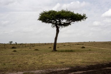 Ağaçları ve bitmeyen çalıları olan güzel Afrika manzarası