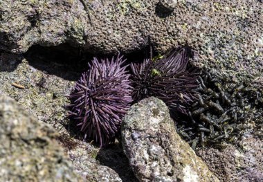 Hint Okyanusu alçak gelgitte mercan resifleri açığa çıktığında 