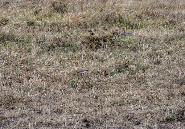 Magnifique Oiseau Africain Dans Habitat Naturel — Photo