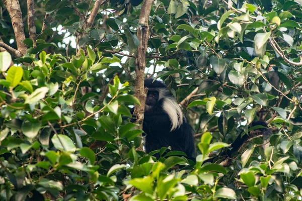 Black White Angolan Colobus Sitting Branch Green Tree — Stockfoto