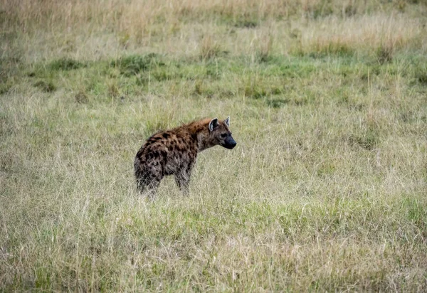 Red Hyenas Gather Flock Night Hunt —  Fotos de Stock