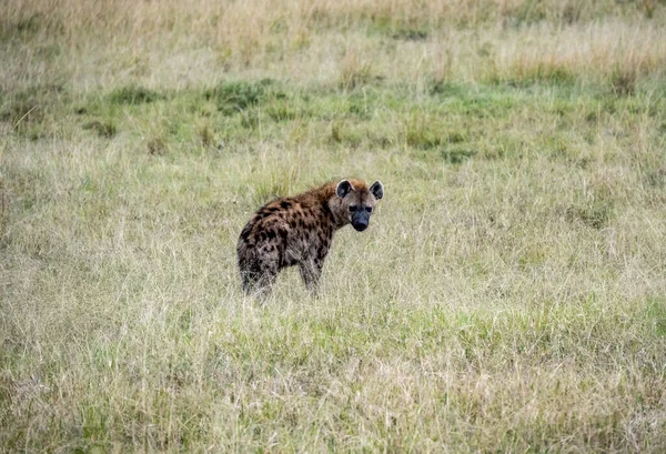 Red Hyenas Gather Flock Night Hunt — 스톡 사진