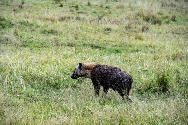 Red Hyenas Gather Flock Night Hunt — Zdjęcie stockowe