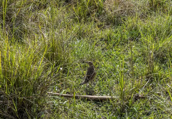 Beautiful African Bird Natural Habitat — Foto de Stock