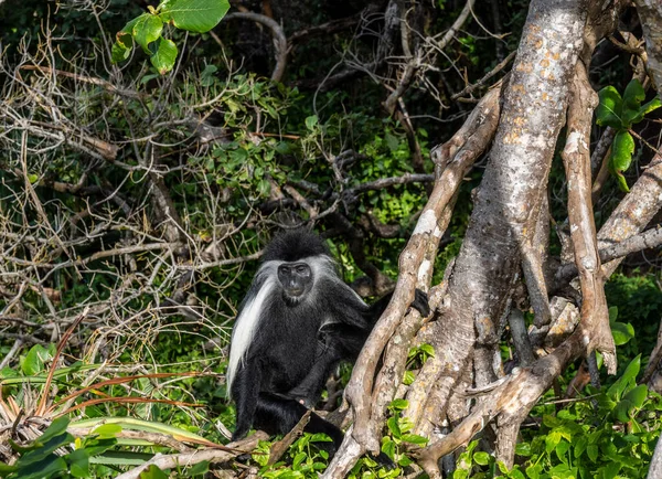 Black White Angolan Colobus Sitting Branch Green Tree — Stockfoto