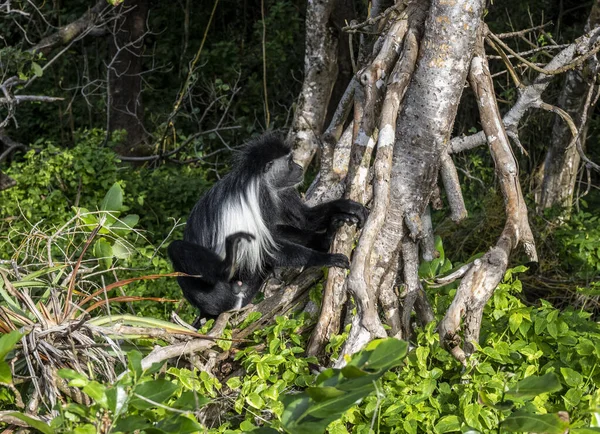 Black White Angolan Colobus Sitting Branch Green Tree — Stockfoto