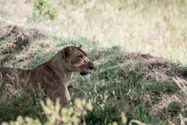 Lions Reposent Ombre Des Arbres Après Chasse — Photo