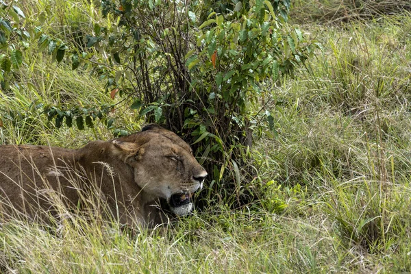 Löwen Ruhen Sich Nach Der Jagd Schatten Der Bäume Aus — Stockfoto