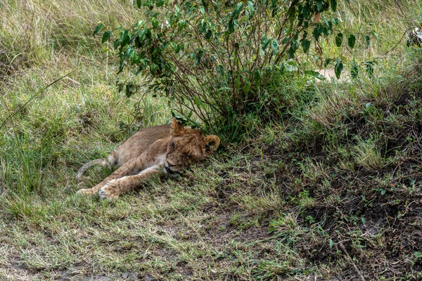 Löwen Ruhen Sich Nach Der Jagd Schatten Der Bäume Aus — Stockfoto