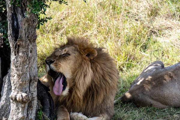 lions rest in the shade of trees after hunting