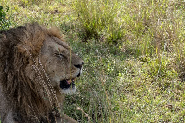 lions rest in the shade of trees after hunting