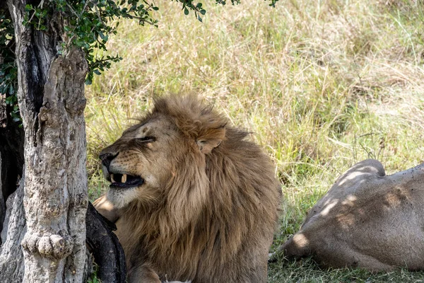 lions rest in the shade of trees after hunting