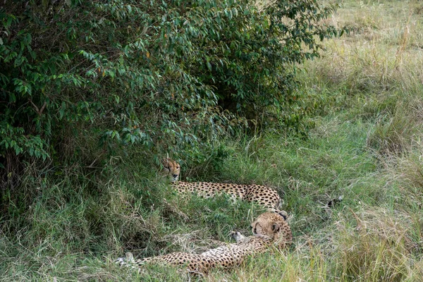 Gepardi Odpočívající Stínu Stromů Lovu — Stock fotografie