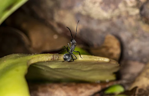 Makro Fotografování Afrických Černých Mravenců Zeleném Listoví — Stock fotografie