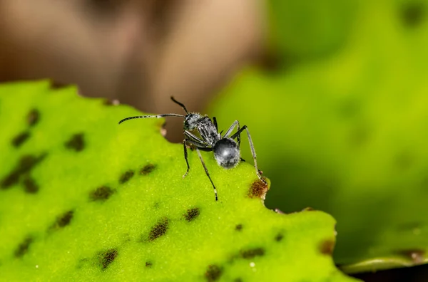 Yeşil Yapraklı Afrika Siyah Karıncalarının Makro Çekim Gücü — Stok fotoğraf