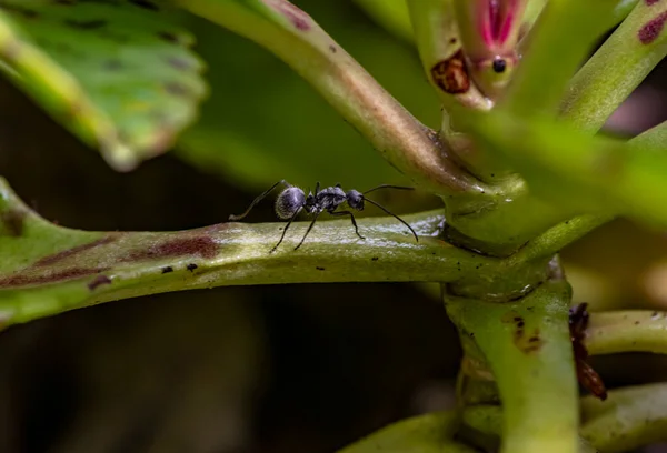 Makro Fotografování Afrických Černých Mravenců Zeleném Listoví — Stock fotografie