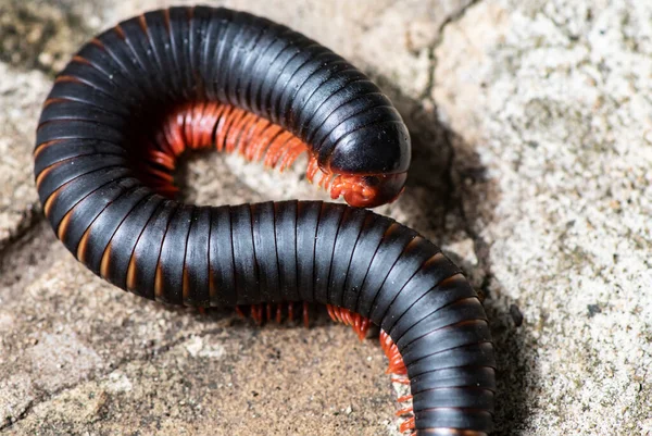 Close Filmen Van Afrikaanse Insecten Vivo — Stockfoto