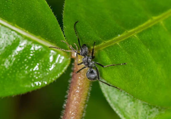 Macro Opnamen Van Afrikaanse Zwarte Mieren Groen Blad — Stockfoto