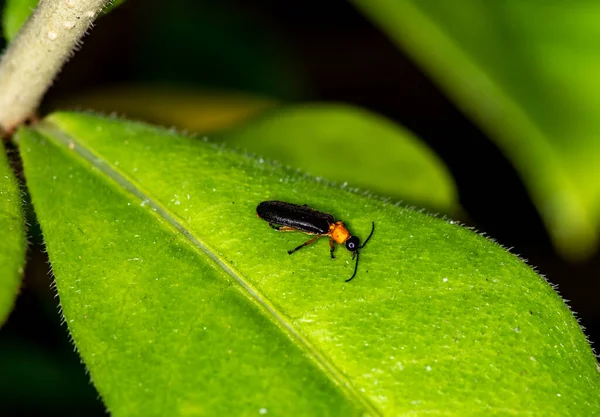 Μακροσκοπική Λήψη Αφρικανικών Μαύρων Μυρμηγκιών Πράσινο Φύλλωμα — Φωτογραφία Αρχείου
